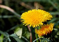 dandelion-5122606_1920.jpg