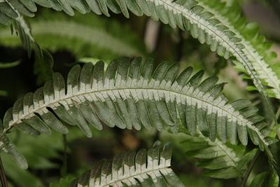 silver-brake-fern-pix.jpg