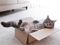 Shutterstock_1526963033_cat_kaķis.jpg