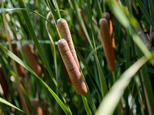 Shutterstock_2522189415_Typha latifolia_vilkvālītes.jpg