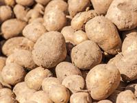 Shutterstock_2371354315_potatoes_kartupeļi.jpg