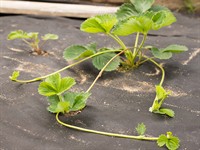 shutterstock_1145701025_strawberry with runners_zemene ar stīgām.jpg