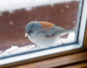 bird-snowy-window-lg.jpg