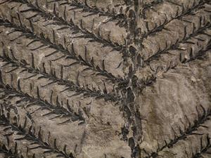 Shutterstock_2305254353_leaves fossil_lapas fosilija.jpg