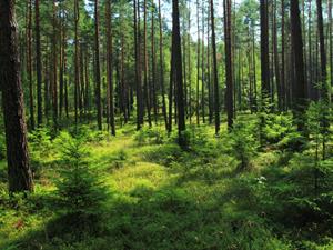 Shutterstock_1470119123_pine forest_priežu mežs.jpg