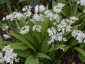 Shutterstock_1831480555_wild leek_savvaļas puravi.jpg
