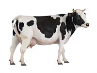 Shutterstock_1497503726_cow_govs.jpg