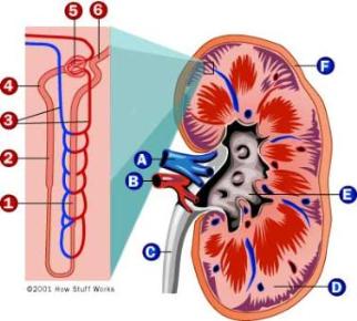 kidney-nephron.jpg