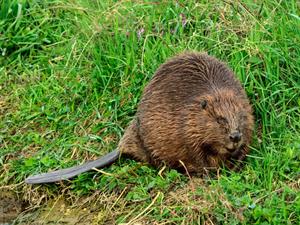 Shutterstock_2235182937_beaver_bebrs.jpg