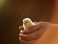 Shutterstock_1701044359_chick in hands_cālis rokās.jpg