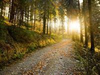 Shutterstock_111970076_forest path_meža taka.jpg