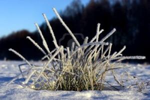 9735094-frozen-grass-with-rime-frost-on-sunny-winter-day.jpg