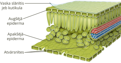 YCUZD_250422_7221_lapu_anatomijas_diagramma.png