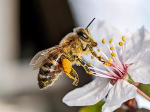 Shutterstock_2476454763_bee pollen_bite apputeksnē.jpg