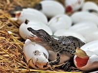 shutterstock_1774617851_new born crocodile_jaundzimis krokodils.jpg