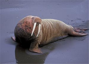 walrus-pix.jpg