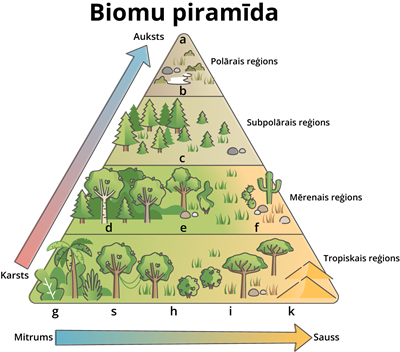 YCUZD_251027_7697_biomes_piramīda.png