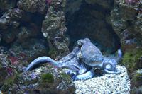 fish-1633525_1280.jpg