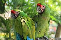 parrot-green.jpg