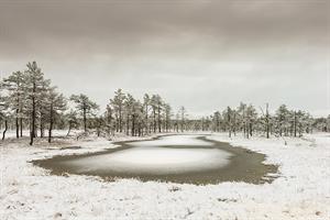 Viru_Bog_at_winter.jpg