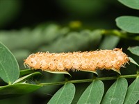 shutterstock_1811853751_insect eggs stick on leaves_kukaiņu olas pielipušas pie lapām.jpg