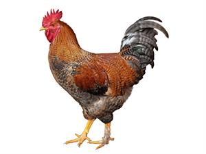 Shutterstock_217620031_cock rooster_gailis.jpg