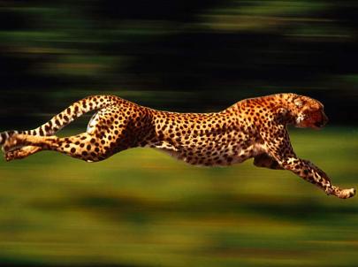 gepard.jpg