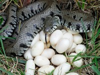 shutterstock_1277902768_snake with eggs_čūska ar olām.jpg