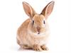 Shutterstock_589399619_rabbit_trusis.jpg