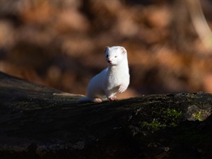 shutterstock_2376292249_weasel_cauna (2).jpg