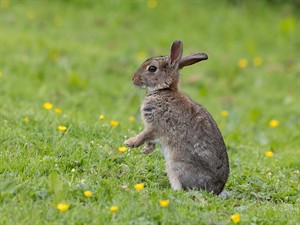 shutterstock_2474313659_rabbit_trusis (1).jpg