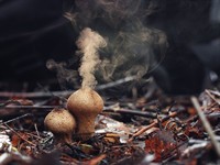 shutterstock_309093653_puffball fungus_pūpēdis.jpg