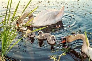swan-5361170_1920.jpg