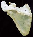 scapula1.jpg