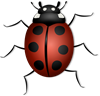 ladybug-156624_960_720.png