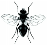musa1.PNG