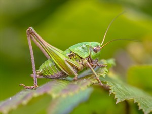 shutterstock_456188908_Wart-biter_Pļavu dižsienāzis.jpg