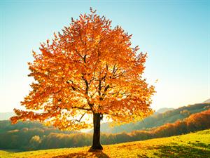 shutterstock_708729976_autumn tree_rudens koks.jpg