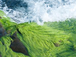 Shutterstock_1407469562_green algae_spirogīru ģints zaļaļģes (1).jpg