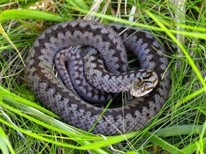 Shutterstock_1745423633_viper_odze.jpg