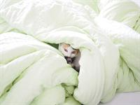 duvet.jpg