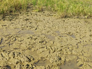 shutterstock_1867228120_alluvial soil texture_aluvālo augsņu tekstūra.jpg