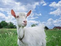 6_Shutterstock_1041272566_goat_kaza.jpg