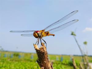 Shutterstock_795007606_dragonfly_spāre.jpg