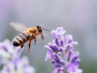 shutterstock_2184335859_bee_bite.jpg