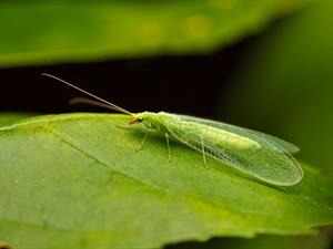 Shutterstock_784590910_green lacewings_zeltactiņa.jpg