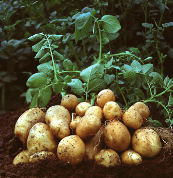 potato-plant-image-from-agro.basf_.com_.png
