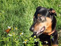 Shutterstock_537280084_surprised dog_izbrīnīts suns.jpg