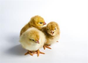 chicken-2924186_960_720.jpg