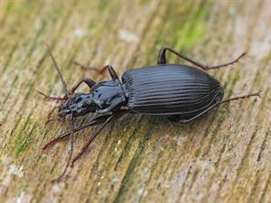 Shutterstock_2435910579_beetle_vabole.jpg